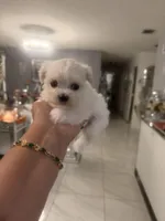 Clara, a female Maltese for sale in Orlando, FL – Photo 1 of 2