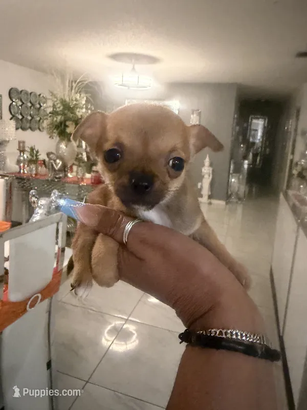 Amber  – Chihuahua puppy for sale in Orlando, FL