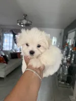 Charlie, a male Maltese for sale in Orlando, FL – 2 of 3