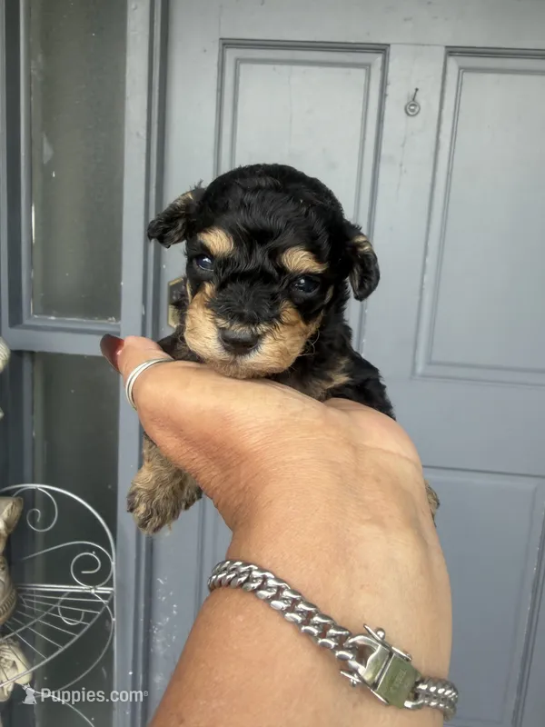 Hans  – Poodle - Toy  puppy for sale in Orlando, FL