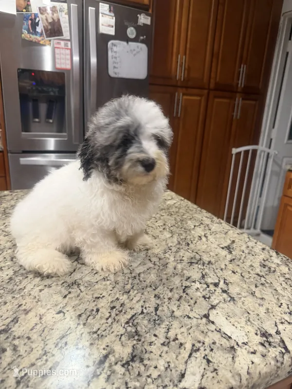 Oreo  – Poodle - Toy  puppy for sale in Orlando, FL