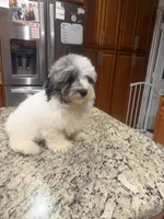 Oreo , a male Poodle - Toy  for sale in Orlando, FL – 2 of 4