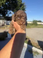Roy, a male Poodle - Toy  for sale in Orlando, FL – 2 of 2