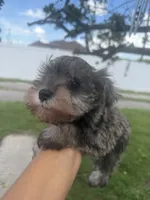 Stacy, a female Miniature Schnauzer for sale in Orlando, FL – 2 of 3