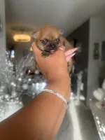 China , a female Chihuahua for sale in Orlando, FL – 3 of 3