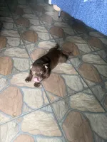 Bella , a female American Bully for sale in Orlando, FL – 5 of 6