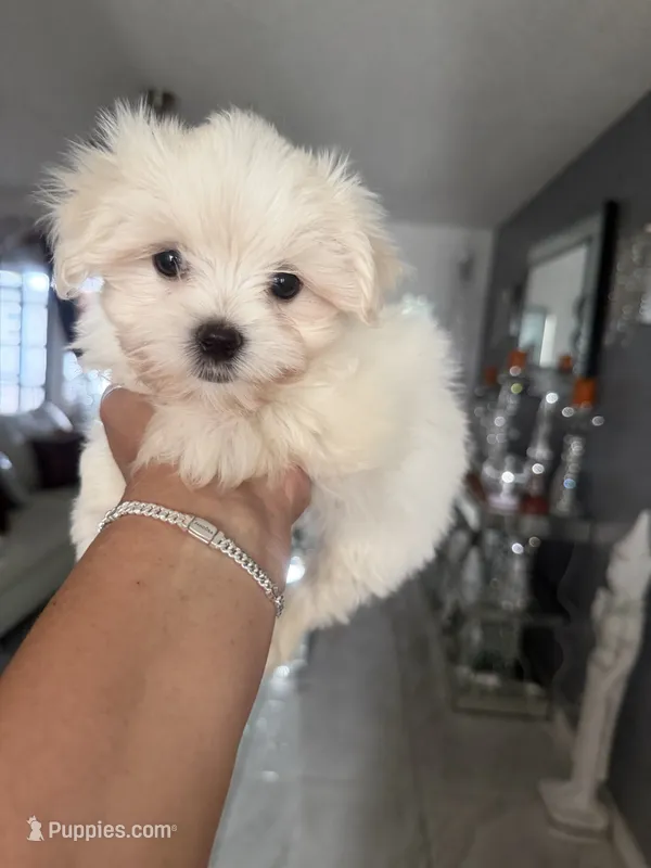 Charlie – Maltese puppy for sale in Orlando, FL