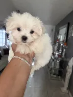 Charlie, a male Maltese for sale in Orlando, FL – 1 of 3