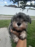 Stacy, a female Miniature Schnauzer for sale in Orlando, FL – 3 of 3