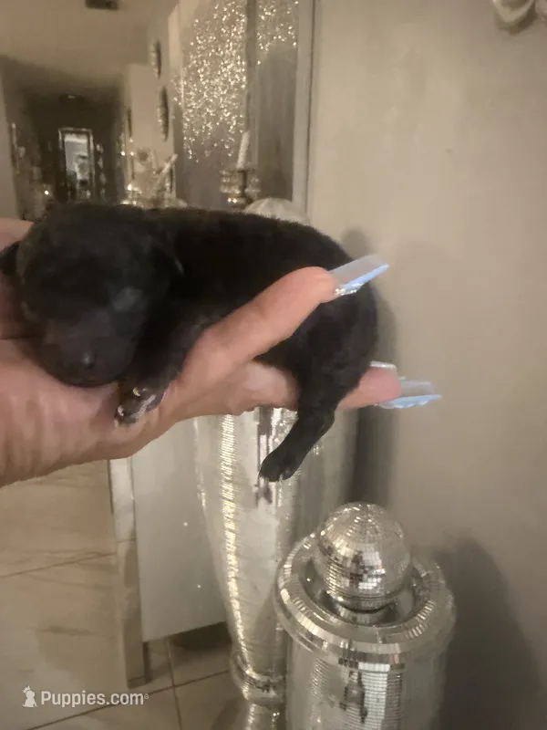 Shadow – Poodle - Toy  puppy for sale in Orlando, FL