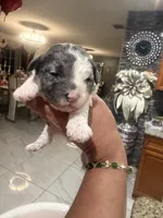 Oreo, a male Poodle - Toy  for sale in Orlando, FL – Photo 2 of 3