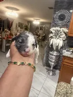 Oreo, a male Poodle - Toy  for sale in Orlando, FL – Photo 3 of 3