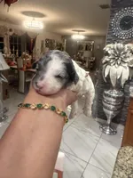 Oreo, a male Poodle - Toy  for sale in Orlando, FL – Photo 1 of 3