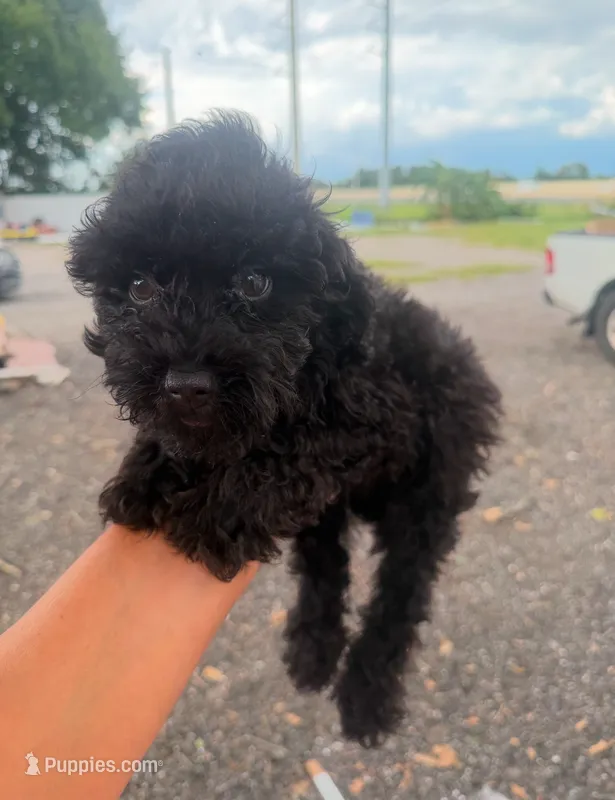 Shadow – Poodle - Toy  puppy for sale in Orlando, FL