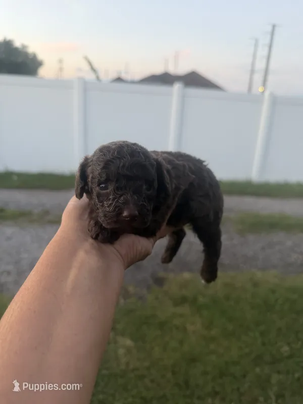 Bruce – Poodle - Toy  puppy for sale in Orlando, FL