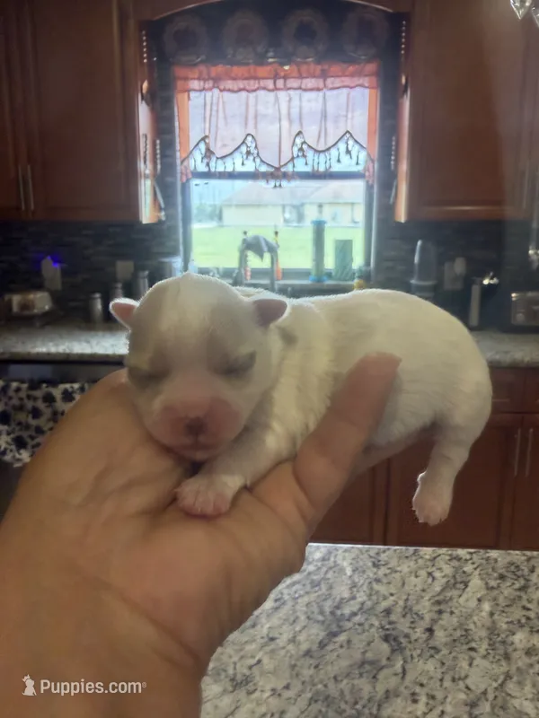 Blanca – Maltese puppy for sale in Orlando, FL