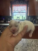 Blanca, a female Maltese for sale in Orlando, FL – 1 of 5