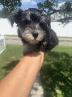 Zara, a female Miniature Schnauzer for sale in Orlando, FL – 2 of 3