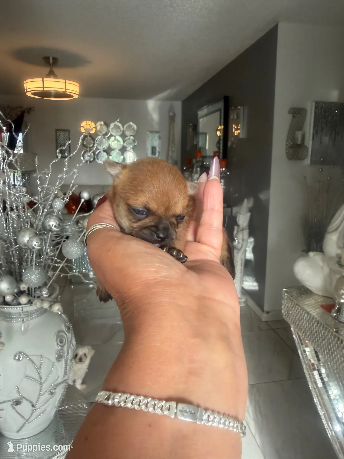 China , a female Chihuahua for sale in Orlando, FL – 1 of 3