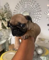 Claire , a female French Bulldog for sale in Orlando, FL – 1 of 3