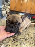 Paulo, a male French Bulldog for sale in Orlando, FL – 4 of 4