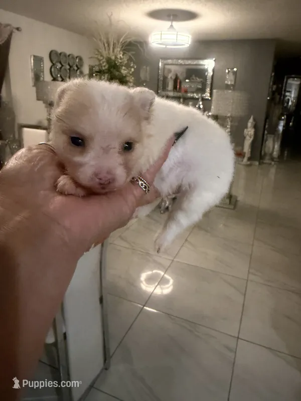 River  – Pomeranian puppy for sale in Orlando, FL
