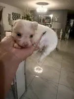 River , a male Pomeranian for sale in Orlando, FL – 1 of 1