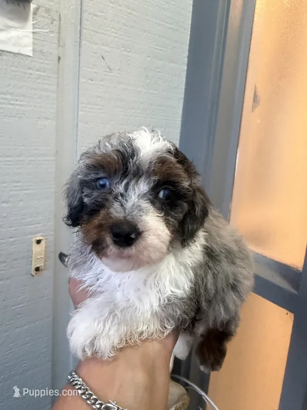 Carter – Goldendoodle puppy for sale in Orlando, FL