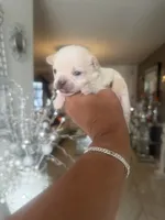 Cliff , a male Chihuahua for sale in Orlando, FL – 2 of 3