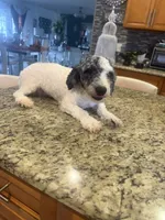 Oreo , a male Poodle - Toy  for sale in Orlando, FL – 2 of 6