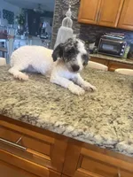 Oreo , a male Poodle - Toy  for sale in Orlando, FL – 6 of 6