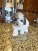 Oreo , a male Poodle - Toy  for sale in Orlando, FL – Photo 1 of 3