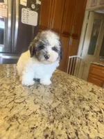 Oreo , a male Poodle - Toy  for sale in Orlando, FL – Photo 2 of 3