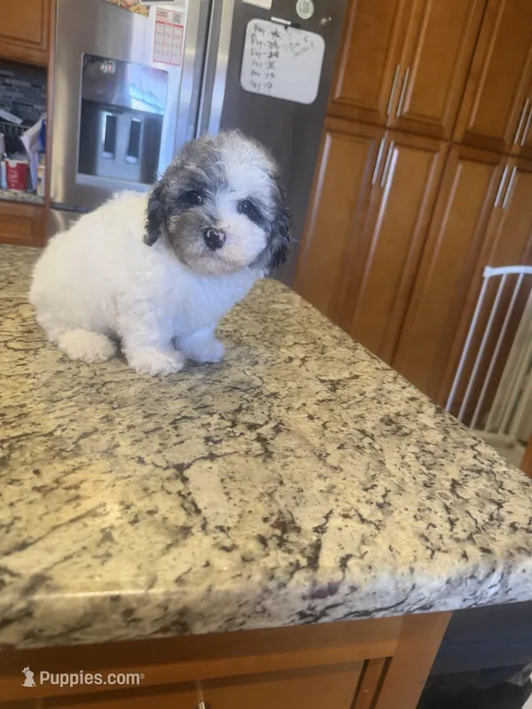 Oreo  – Poodle - Toy  puppy for sale in Orlando, FL
