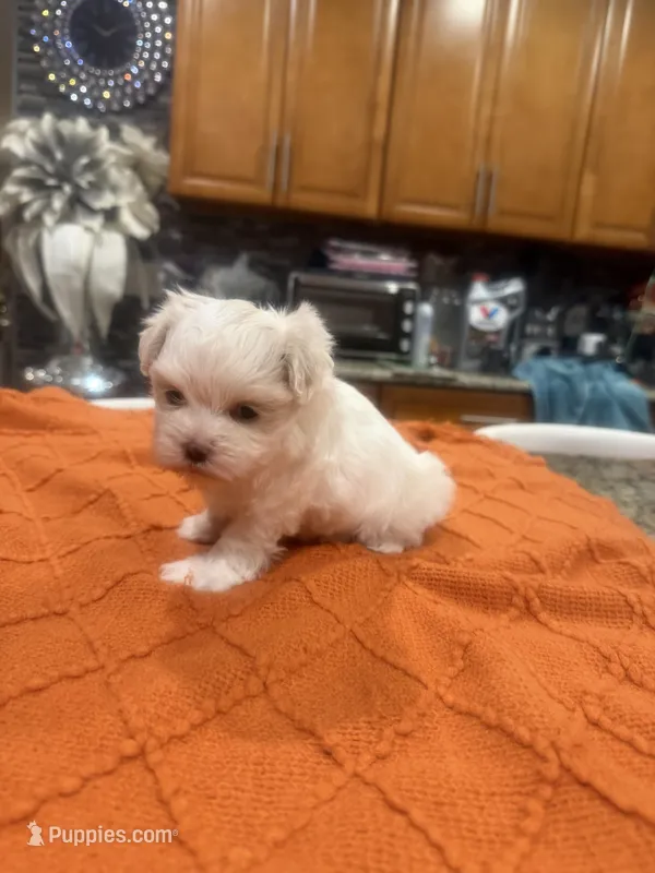 FINA  – Maltese puppy for sale in Orlando, FL