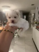 FINA , a female Maltese for sale in Orlando, FL – Photo 2 of 2