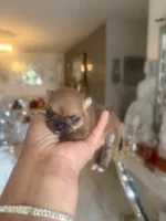 Amber , a female Chihuahua for sale in Orlando, FL – 1 of 4