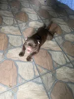 Bella , a female American Bully for sale in Orlando, FL – 3 of 6