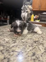 Patsy, a female Miniature Schnauzer for sale in Orlando, FL – 4 of 6
