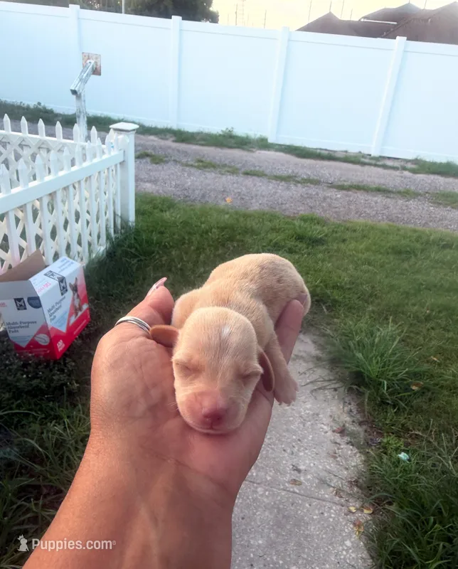 Freddy  – Dachshund puppy for sale in Orlando, FL