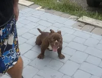 Buddy , a male American Bully for sale in Orlando, FL – 3 of 4