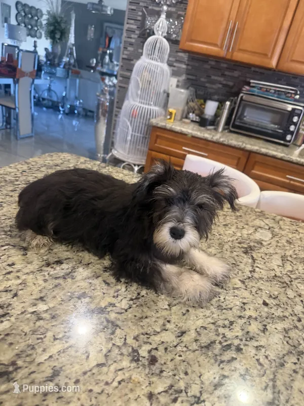 Stacy – Miniature Schnauzer puppy for sale in Orlando, FL