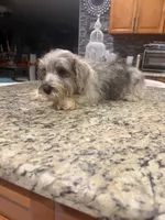 Danny , a male Miniature Schnauzer for sale in Orlando, FL – 1 of 2