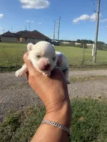 Coco, a male Maltese for sale in Orlando, FL – 2 of 2