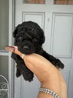 Shadow, a male Poodle - Toy  for sale in Orlando, FL – 1 of 3