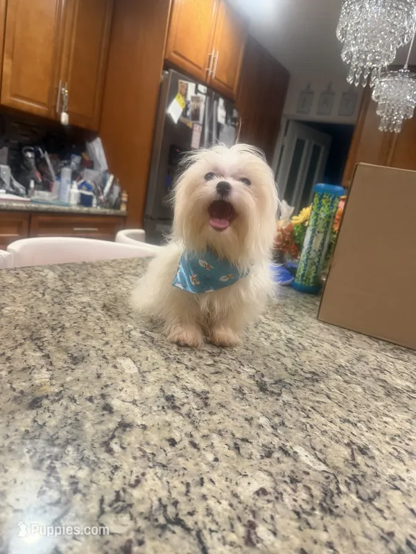 Charlie – Maltese puppy for sale in Orlando, FL