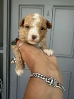 Lola , a female Poodle - Toy  for sale in Orlando, FL – 1 of 3