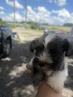 Patsy, a female Miniature Schnauzer for sale in Orlando, FL – 3 of 6