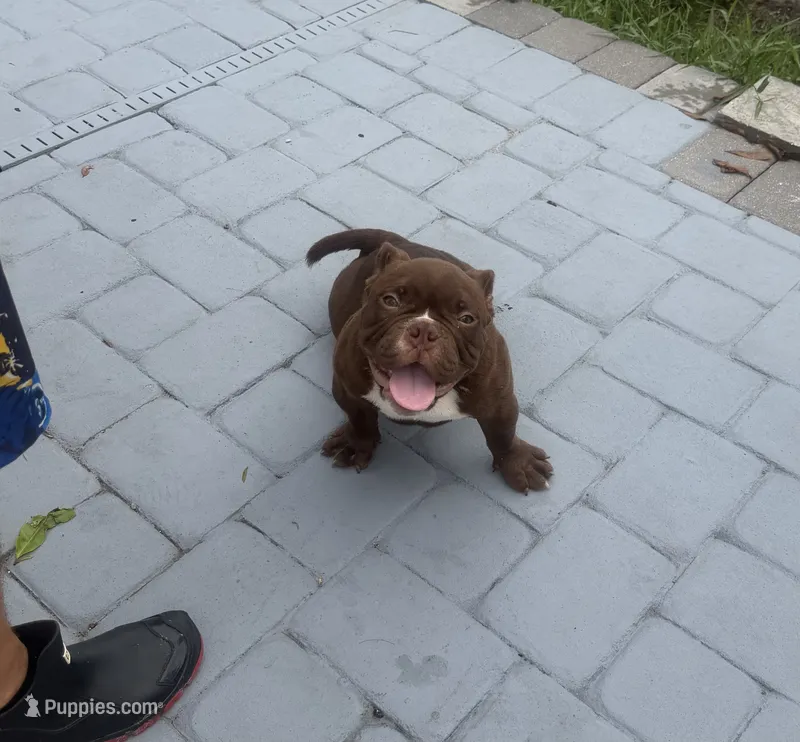Buddy  – American Bully puppy for sale in Orlando, FL