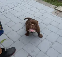 Buddy , a male American Bully for sale in Orlando, FL – 1 of 4